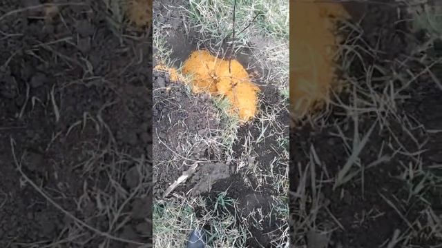 №3) Размножение яблони. Опыт 24.04.23. Это может попробовать каждый смотреть онлайн