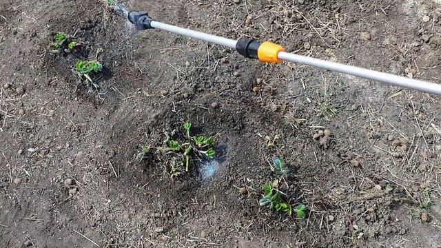 Уход за клубникой весной 2022 Первое что я делаю в начале весны для хорошего урожая клубники смотреть онлайн