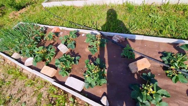 ОБЗОР САДА |6 июня ДАЧА | ЦВЕТУТ ПЕТУНИИ смотреть онлайн