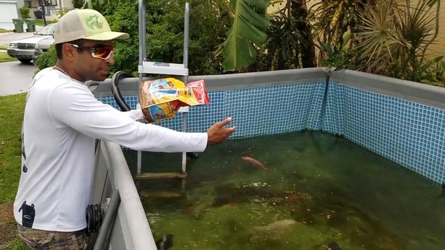 DEAD FISH MISTAKE on $3000 ALBINO AROWANA! смотреть онлайн