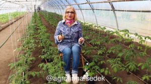 КАК ФОРМИРОВАТЬ ТОМАТЫ В ТЕПЛИЦЕ! СОВЕТЫ ОТ ОКТЯБРИНЫ ГАНИЧКИНОЙ