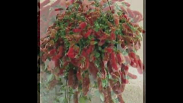 Акалифа-Акалифа щетинисто-волосистая (Acalypha hispida). смотреть онлайн