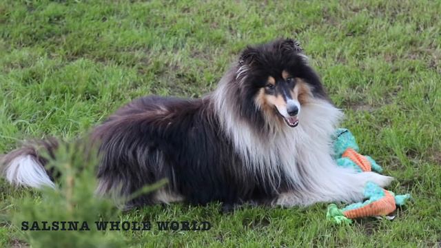 MONSOLANA COLLIES   The Best In The World