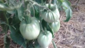 Обзор томата Розовый мед