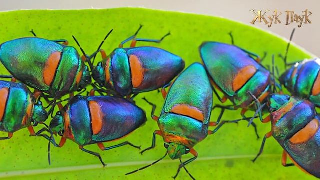 Топ СУЩЕСТВ с ЧЕЛОВЕЧЕСКИМ ЛИЦОМ! смотреть онлайн