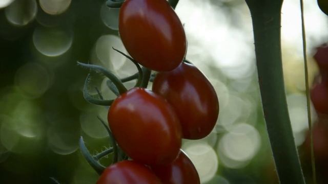 Whenever Businesses and People Find Their Edge, Zebra is There смотреть онлайн