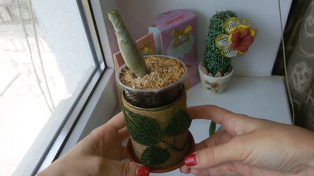 Обрезка Адениума/ Adenium