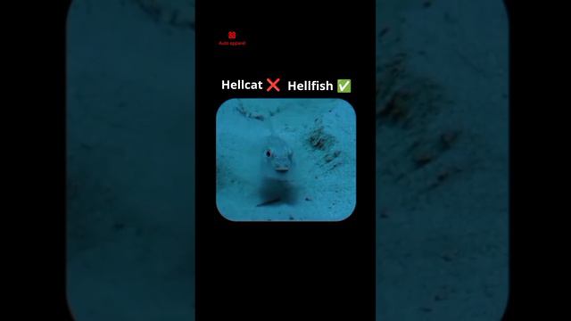 Бернаут дай бернаут