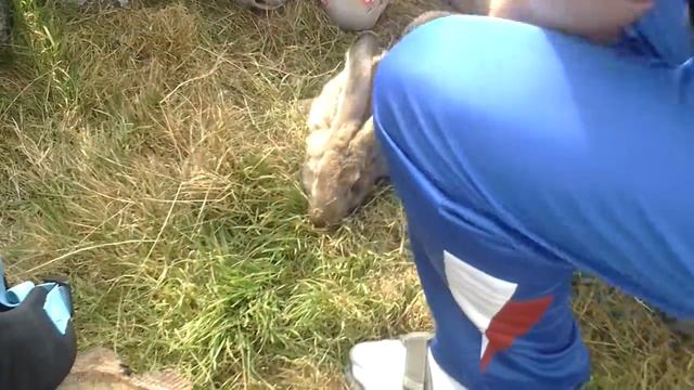 Дети и заяц смотреть онлайн