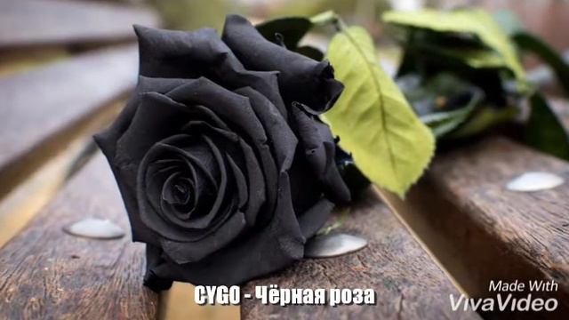 Новинка | CYGO - Чёрная роза