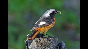 О птицах Подмосковья.  Часть 1.