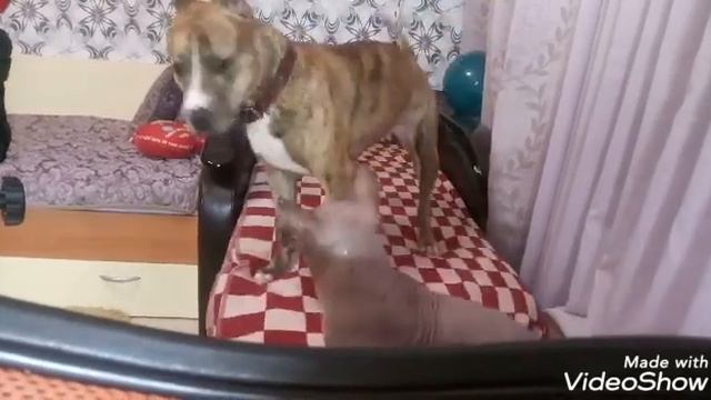 Стафф и сфинкс смотреть онлайн