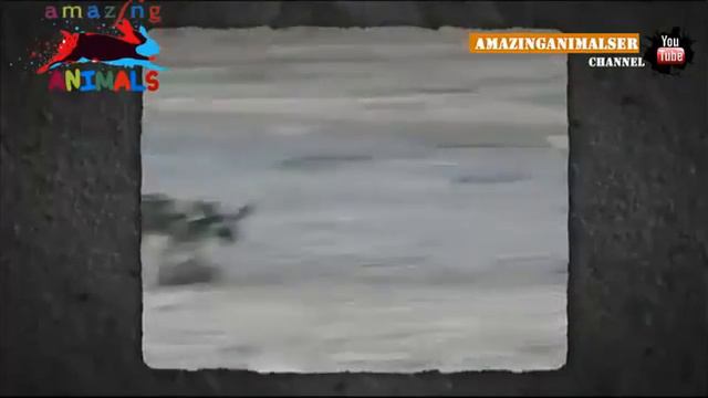 Мангусты против гиеновых собак смотреть онлайн