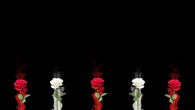 Футаж Бордюр красные и белые розы смотреть онлайн