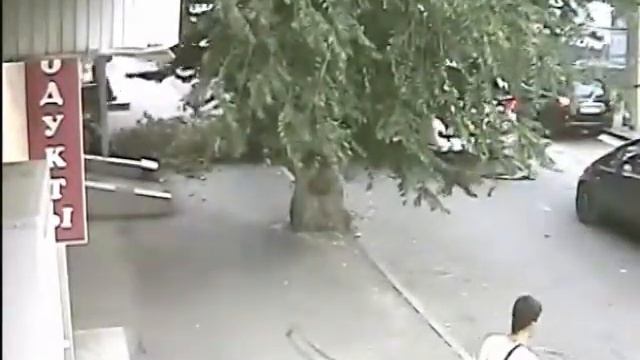 Дерево падает на авто 05 06 2012 г Ростов на Дону смотреть онлайн