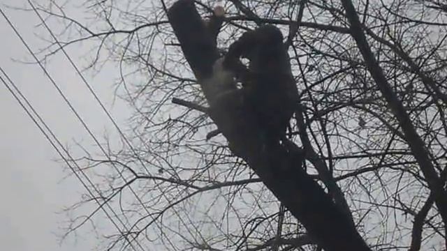 спилим дерево около дома 8 953 279 60 77, очистим участок смотреть онлайн