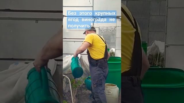 Без этого крупных ягод винограда не получить #подкормка #подкормкавинограда #виноград #виноградник смотреть онлайн
