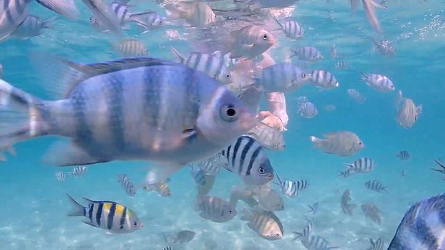 Underwater Odyssey 20 March 2023 Экскурсия Подводная Одиссея в Паттайе 23 марта 2023 часть 1 смотреть онлайн