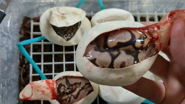 We Crushed the Odds on This Ball Python Clutch! So many calicos! смотреть онлайн