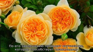 Роза Тизинг Джорджия