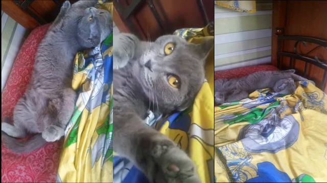 😸БАСЯ СПИТ НЕ НА СВОЁМ МЕСТЕ😹 | ЖИЗНЬ БАСИ 2 ЧАСТЬ смотреть онлайн