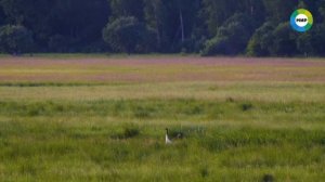 Детям о животных: журавли