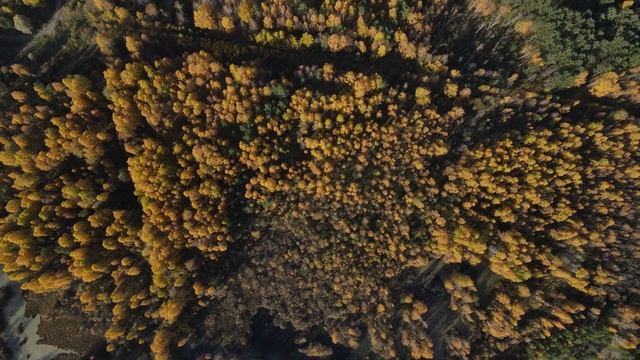 Магия осеннего леса под музыку Deuter смотреть онлайн