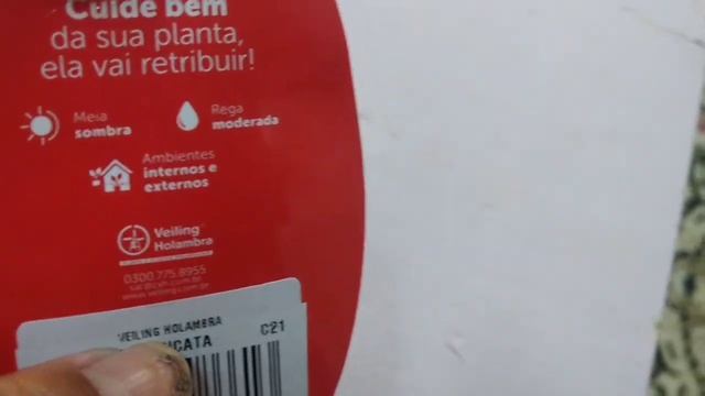 DISCHIDIA IMBRICATA, SUCULENTA PENDENTE.