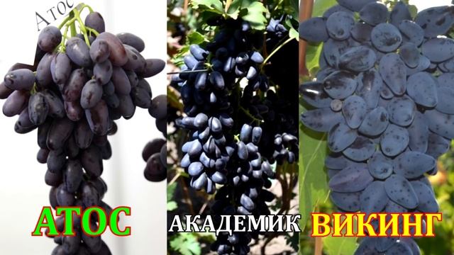Виноград Кодрянка (Grapes Codrjanka, Black Magic) смотреть онлайн