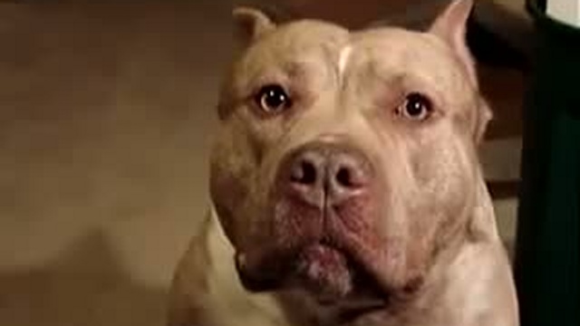 Самый злой и опасный стаффорд / www.kengarags.ru смотреть онлайн