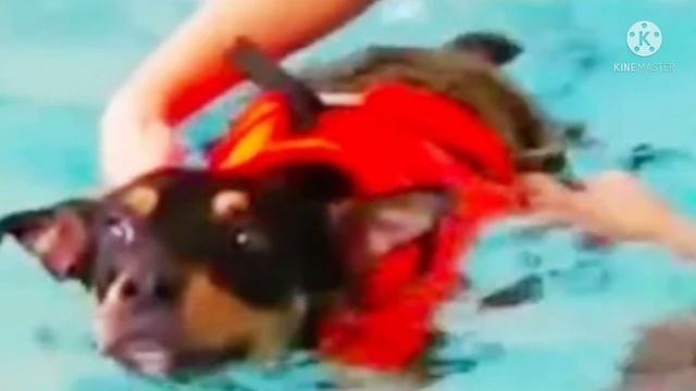 Обреченный песик облизывал руки каждого, кто к нему подходил… Он просто очень хотел жить! смотреть онлайн