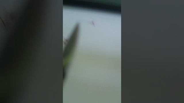 кактусы 1 смотреть онлайн