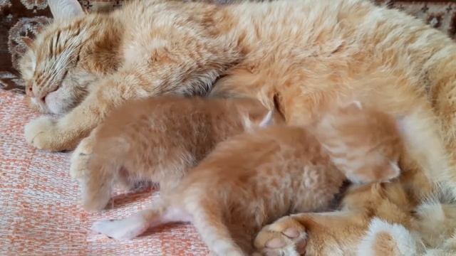 Котята начинают открывать глаза. смотреть онлайн