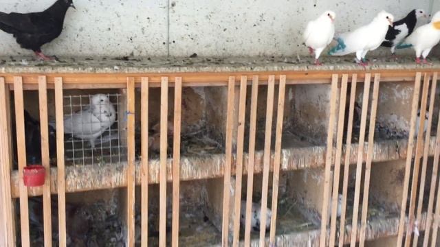 #Pigeon.Фундамент в голубеводстве!Как определить здоровых голубей! смотреть онлайн