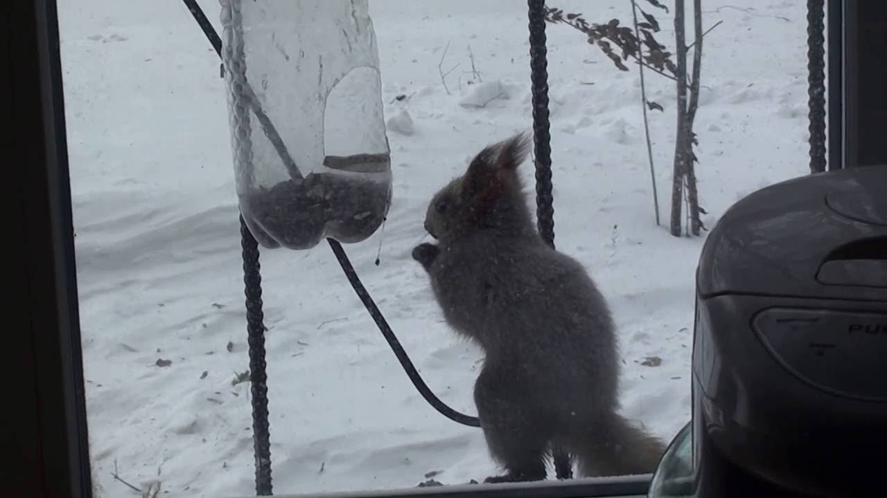 Кормушка смотреть онлайн