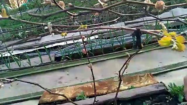 Виноград, выборочная подвязка после сухой. смотреть онлайн