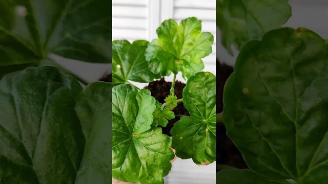 Как легко зимой укоренить черенки пеларгонии. #герань #пеларгония смотреть онлайн