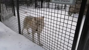 НОВОСИБИРСКИЙ ЗООПАРК ЗИМОЙ/КАКИХ ЗВЕРЕЙ УВИДЕТЕ В ЗООПАРКЕ/NOVOSIBIRSK ZOO IN WINTER