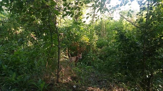 Зустрів лисицю на прогулянці смотреть онлайн