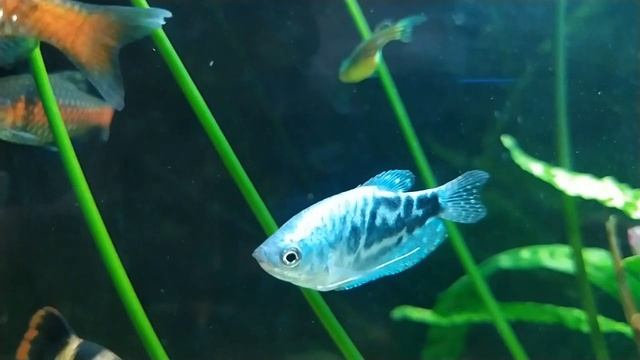 Малёк барбуса суматранского,барбуса мшистого(мутанта),тернеции гло,данио гло смотреть онлайн