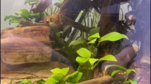 Пьезокомпрессор PRIME PR-AD-6000 брак.