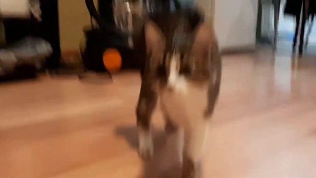 борзая кошка котомотоСайга смотреть онлайн