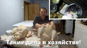 Испытание "шайтан-машины" от МясТехМаша, индейки закончились - пошли индюки!