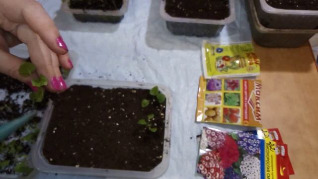 "Цинерария кровавая" Пикировка. смотреть онлайн