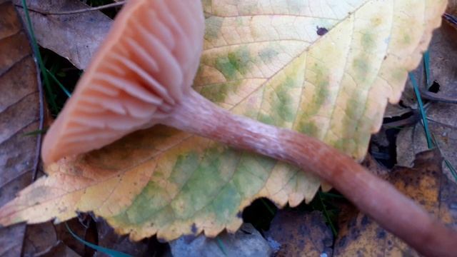 Laccaria Lacata ??(31/10/2020) Chemin du Haut Bourg смотреть онлайн