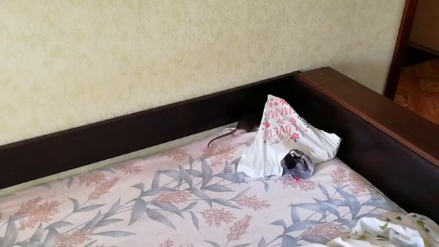 Почему крысы чешутся? смотреть онлайн