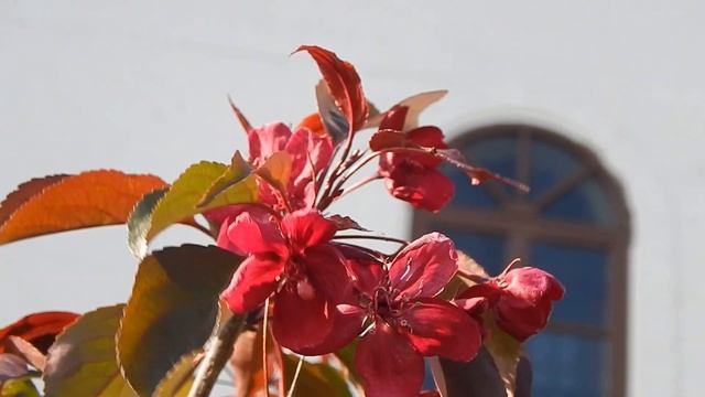 Храм глазами ребенка: Вознесенский Оршин монастырь смотреть онлайн