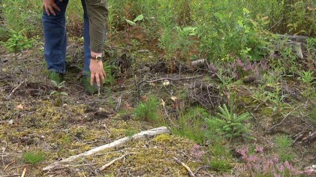 Ивар Сибуль - Как справиться с сосновым долгоносиком? смотреть онлайн