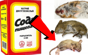 Как избавиться от мышей в За 3 Секунды!