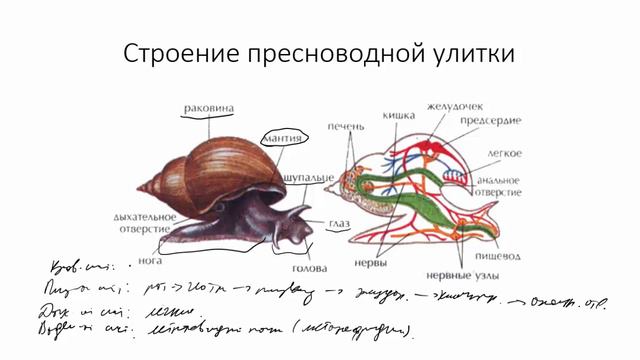 Моллюски смотреть онлайн